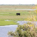 BWA NW Chobe 2016DEC04 NP 023 : 2016, 2016 - African Adventures, Africa, Botswana, Chobe National Park, Date, December, Month, Northwest, Places, Southern, Trips, Year